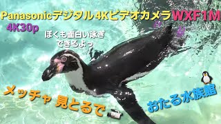 Panasonicデジタル4KビデオカメラWXF1M撮影映像