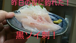 釣れたソイで刺身を作って飲むんだ！