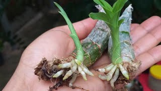 Como fazer brotar pseudobulbos de catasetum 🌱🌿