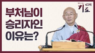 부처님이 승리자인 이유는? [법안스님의 기도 43회]