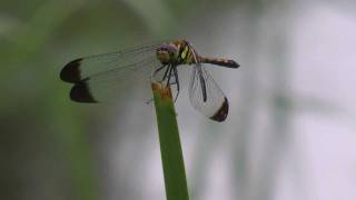 ノシメトンボ Sympetrum infuscatum (HD)