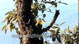 Lesser Yellow-naped Woodpecker - rarely seen around Mussoorie