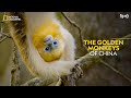 The Golden Monkeys of China | China's Hidden Kingdoms | Full Episode S01-E05 | हिन्दी | #NatGeoIndia
