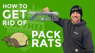 How to Trap and Control Pack Rats Using Using a Live Trap! Owyhee Environmental's Best Practices