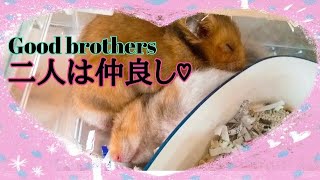 【ハムスター】仲良し兄弟♡～Good brothers～の巻他