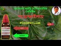 podophyllum 30 homeopathic medicine uses in bengali পডোফাইলাম