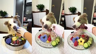 【狗狗試吃官】沈浸式壹口爆漿鴨腦殼，第壹次吃鴕鳥喉管#pet #dog #萌宠 #狗狗吃播 #不养狗不知道养狗的乐趣 #狗狗吃饭