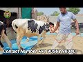 8 ਵਹਿੜਾਂ ਲਖਵੀਰ ਸਿੰਘ ਅਜਿੱਤ ਗਿੱਲ ਵਾਲੇ ਕੋਲ 8 heifers for sale