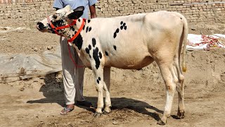 8 ਵਹਿੜਾਂ ਲਖਵੀਰ ਸਿੰਘ ਅਜਿੱਤ ਗਿੱਲ ਵਾਲੇ ਕੋਲ, 8 Heifers for Sale