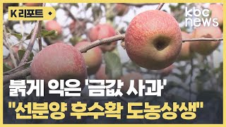 붉게 익은 '금값 사과'..\