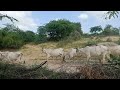 #cow at afternoon desert cows going to forest from home