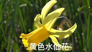 巴黎皇宫中的黄色水仙花