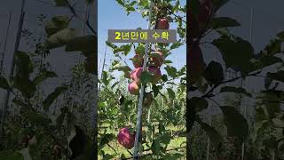 2축 재배 2년 만에 수확#shorts