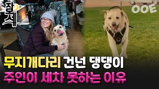 [잠못세] 무지개다리 건넌 댕댕이...주인이 새차 못하는 이유