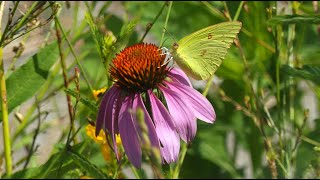 Butterflies Found in the Native Plant Garden