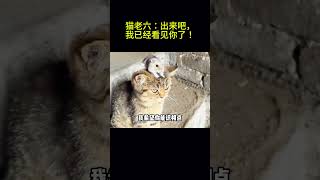 搞笑动物系列第137集-猫老六：出来吧，我已经看见你了！ #搞笑 #萌宠 #貓咪 #搞笑 #萌宠 #貓咪 #萌寵 #迷因 #萌寵 #迷因 #cat #搞笑 #funny #搞笑 #animals