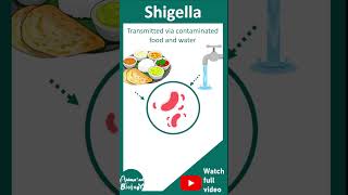 Shigella | Shigellosis | Microbiology, pathogenesis and treatment | USMLE