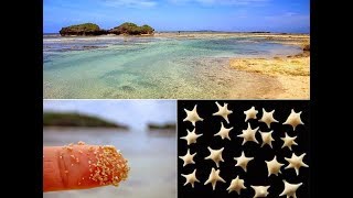 Hoshizuna no hama, la plage du sable étoilé