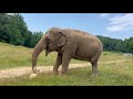 The Elephant Sanctuary | Minnie's Creamsicle