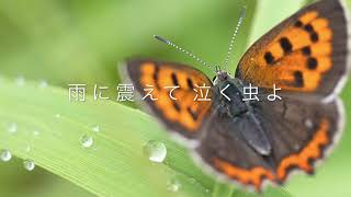 悲願花　　作詞 / 峰　幸二：増田空人