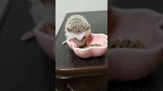 ハリネズミのお食事の様子＃Shorts＃ハリネズミ＃hedgehog