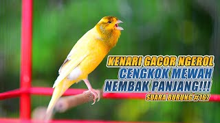 Download Mp3 SUARA BURUNG |167| Kenari GACOR PANJANG INI Cocok untuk Masteran KENARI PAUD dan Kenari Macet BUNYI