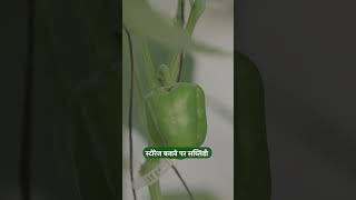 कोल्ड स्टोरेज बनाने पर किसानों को सब्सिडी देगा ये राज्य | Cold Storage | Kisan Of India News Update