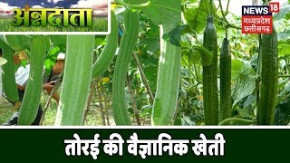 Annadata |  Ridge gourd Cultivation | तोरई की बुनाई पर तकनीकी सलाह |