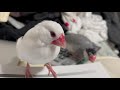 構って欲しくてちょっかいを出してくる文鳥たち☆java sparrow azuki and milky.