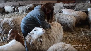 Sheep affection