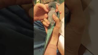 小奶鳥💙🐦 藍和尚鸚鵡翻肚想玩 baby parrot wanna play bite quaker parrot play bite