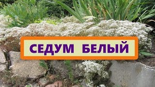 Седум (Очиток) белый, почвопокровник. Откуда такое название получило растение?