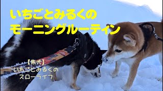 【柴犬】いちごとみるくのスローライフ　我が家の柴犬のモーニングルーティン　JAPAN [SHIBA-INU]　＃柴犬　＃柴犬の日常　＃北広島市