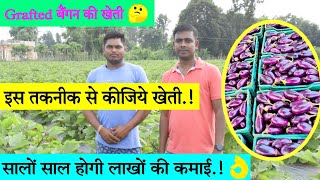 Grafted बैंगन की खेती से कमाएं लाखो सिर्फ 90 दिनों से // Off Season Farming // ग्राफ्टेड बैंगन