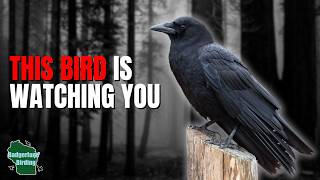 5 Things You Didn't Know About Crows!