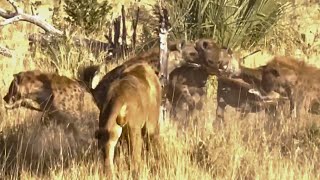 What Happens When a Lion Faces 25 Hungry Hyenas?