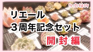 【多肉植物】【多肉福袋】リエール３周年記念セット 届きました！開封します！