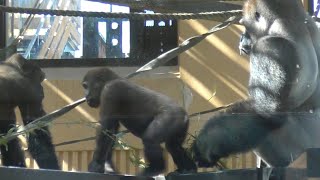 Momotaro papa who cuts in while the gorilla brothers are playing 💗 A little disturbing [Kyoto Zoo]