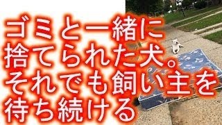 【感動実話】犬を捨てた飼い主よ・・愛犬はあなたを1年間も待ち続けて亡くなりました。