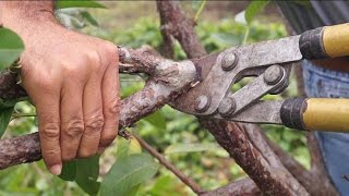 La poda para inducir la produccion en el cultivo de la guayaba