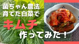 菌ちゃん農法、育てた白菜でキムチ作ってみた！