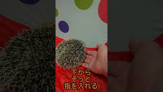 ハリネズミの抱きかた