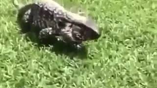 video biawak bikin kaget