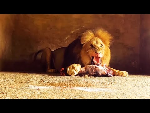 What do they feed the lions at the zoo?