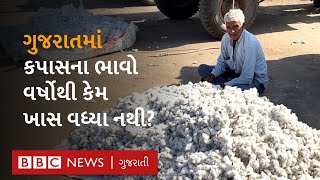 Cotton Farming : કપાસના ભાવો વિશે ગુજરાતના ખેડૂતોનું શું કહેવું છે?