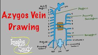 Anatomy Easy Drawing Tutorial: Azygos Vein