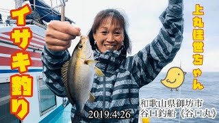 上丸佳世ちゃんのイサキ釣り🎣