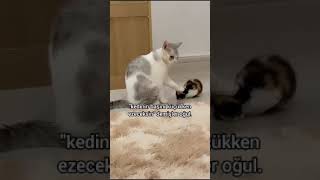 Komik Kedi videoları 🤣🥰