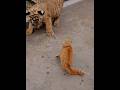 Barbarnya kucing oren saat bertemu harimau #shortvideo