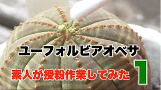 ユーフォルビアオベサのかんたん授粉作業してみた